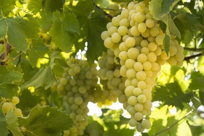 ТОП-33 Самых вкусных сортов винограда 2023 (+фото и описание) #10