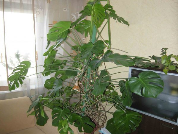 ТОП-30 Лучших тенелюбивых комнатных растений (+90 фото) #16