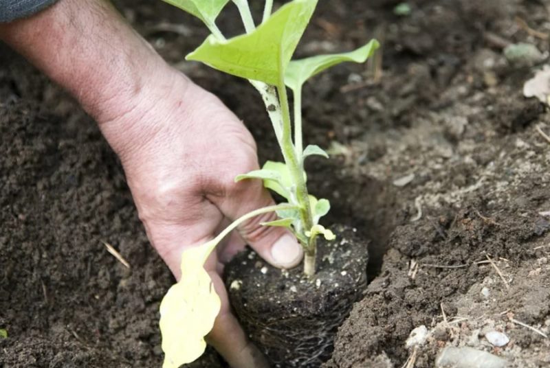 Выращивание баклажанов: пошаговая инструкция (от А до Я с видео) #29
