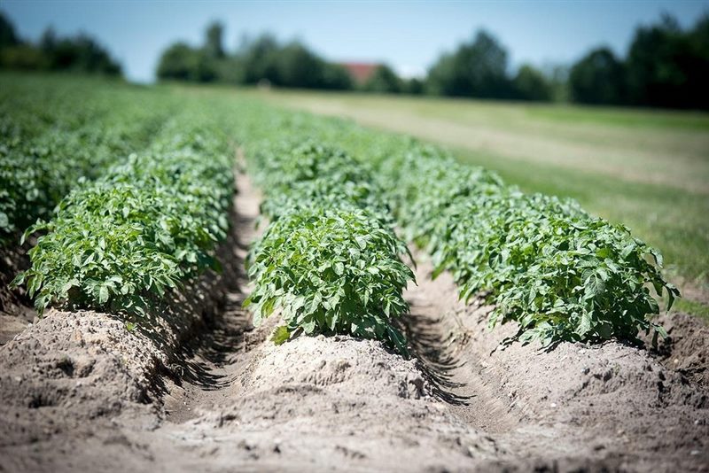 ТОП-15 Лучших органических удобрений для Картофеля при посадке в лунку #2