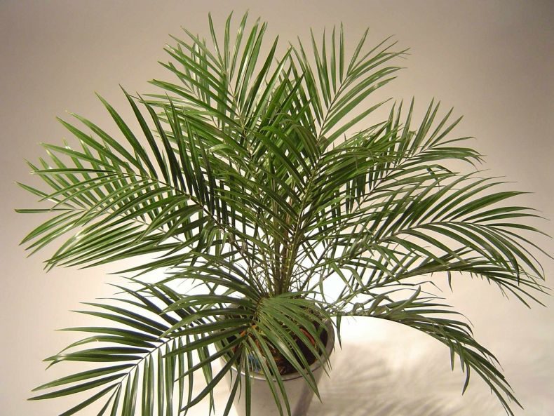 Финиковая пальма: ТОП-85 фото видов с описанием (как вырастить финик из косточки) #45