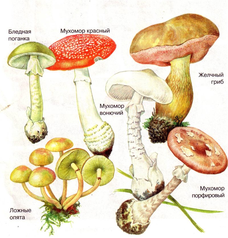 Съедобные и несъедобные грибы: ТОП-60 видов грибов с описанием #41