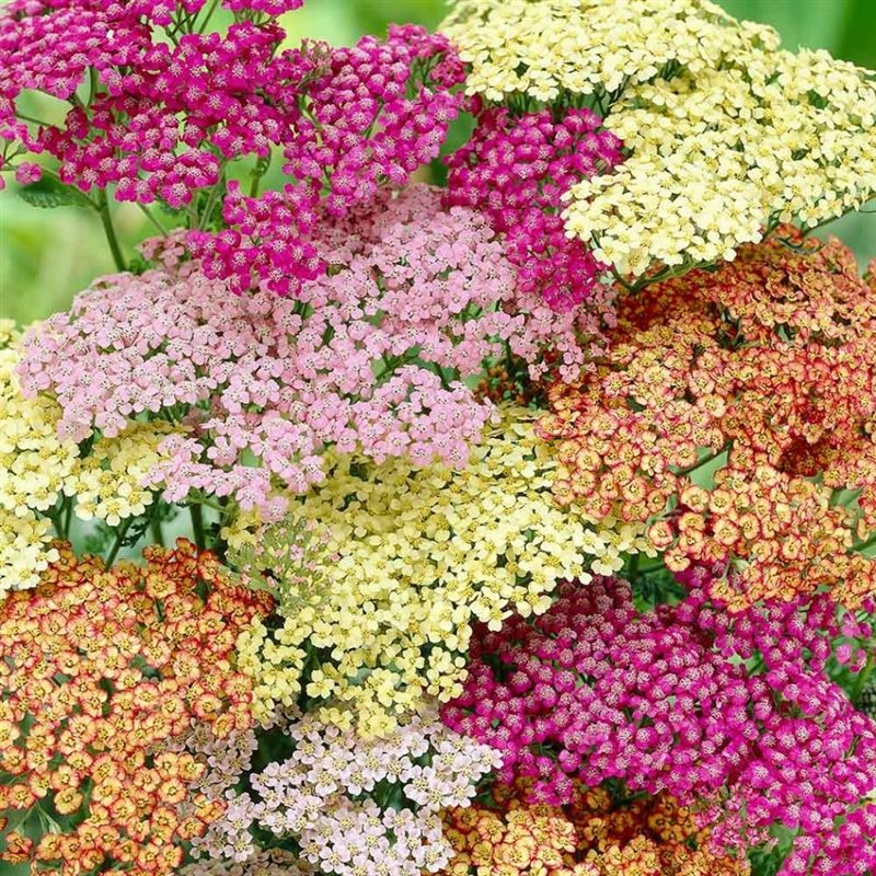 ТОП-50 Лучших осенних цветов для сада (фото и названия) #29