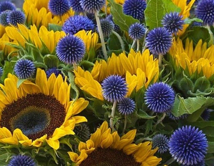ТОП-70 красивых растений с синими цветами (+фото и названия) #64