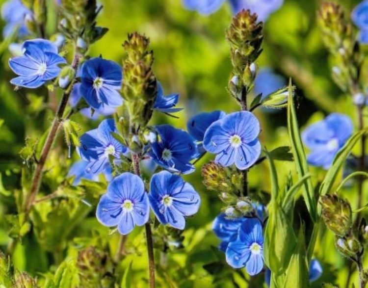 ТОП-70 красивых растений с синими цветами (+фото и названия) #47