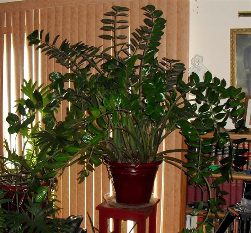 Замиокулькас (Долларовое дерево): 95+ фото, уход и выращивание дома #1