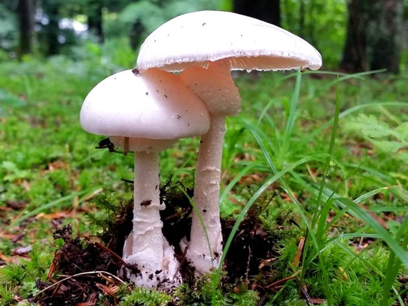 Съедобные и несъедобные грибы: ТОП-60 видов грибов с описанием #57