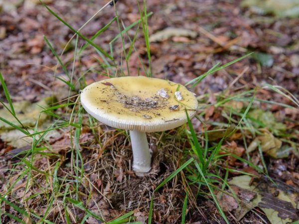 Съедобные и несъедобные грибы: ТОП-60 видов грибов с описанием #14