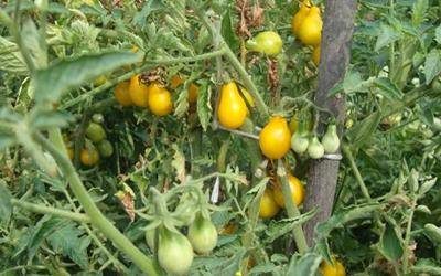 ТОП-55 лучших сортов томатов 2023 (для теплиц и открытого грунта) #74