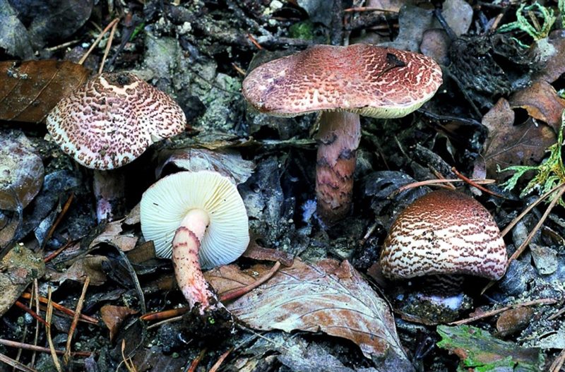 Съедобные и несъедобные грибы: ТОП-60 видов грибов с описанием #52
